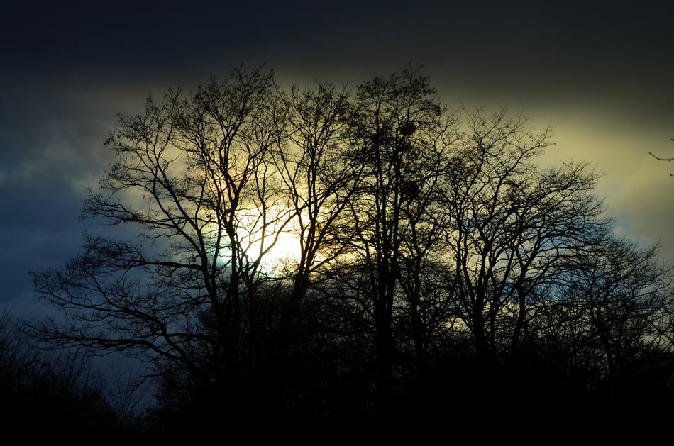 Sky Trees Black