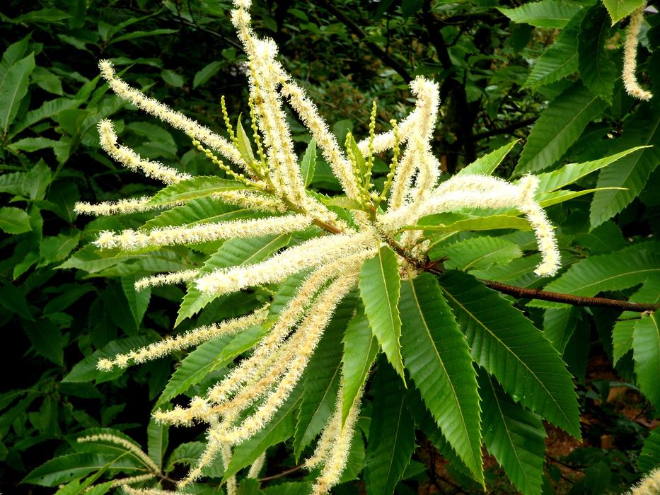 Edible Chestnut