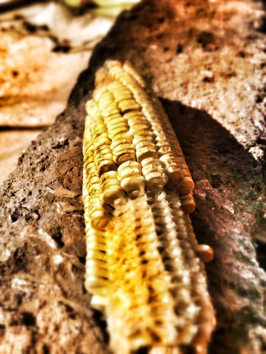 dry ear of corn on earth