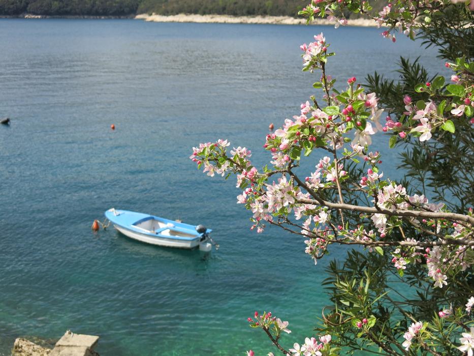 Boat Sea Apple Blossom