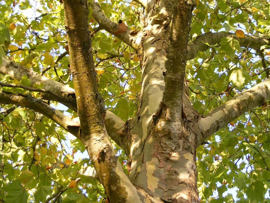 Plane Tree London