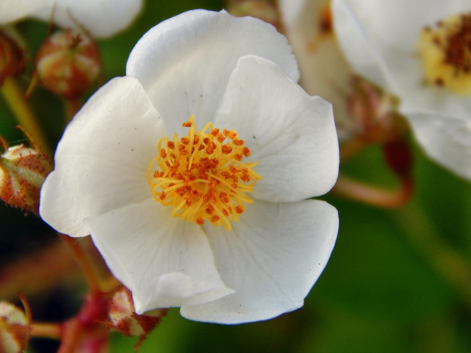 Close-up of the beautiful, white flowers, with the red and yellow cores