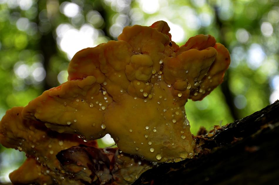 Agaric Spring
