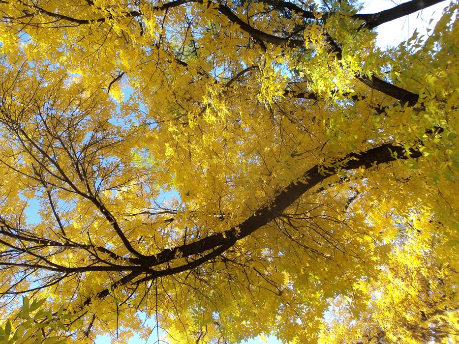 Yellow Crown Ash Autumn