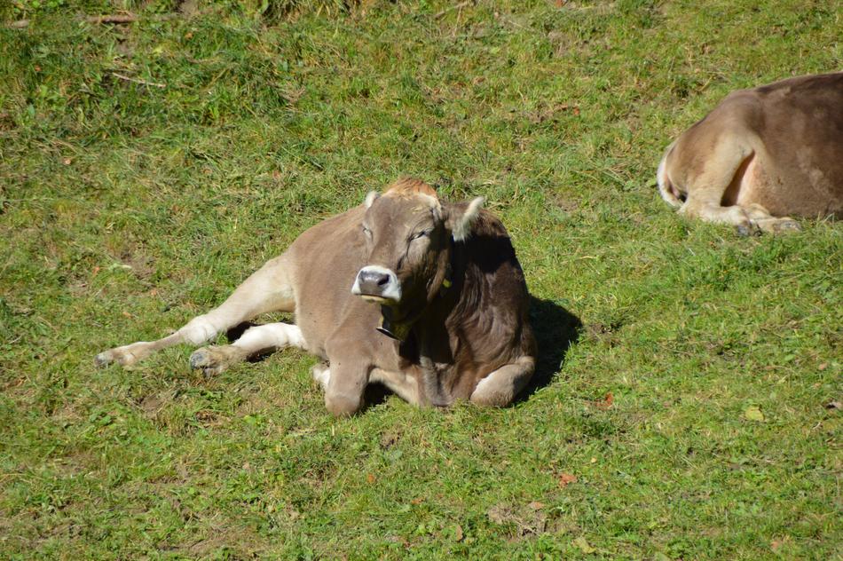 Cow Beef Sun