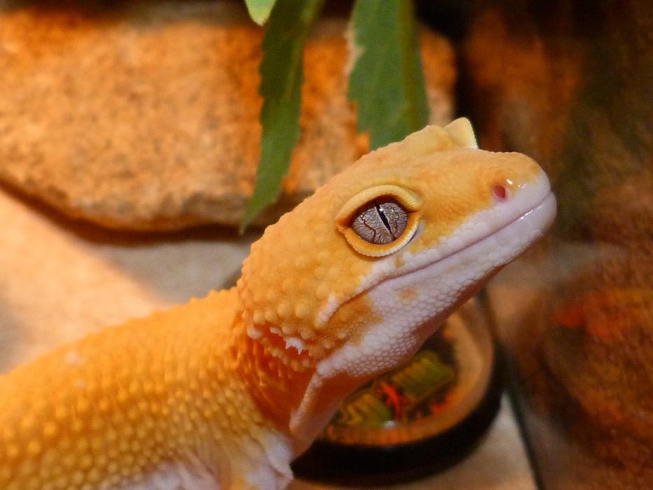 Yellow Lezarg Gecko