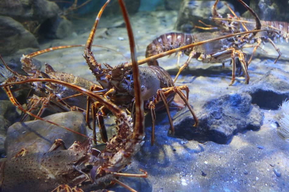 lobsters at the bottom of the aquarium