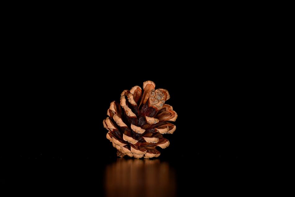 Pine Cone Tap