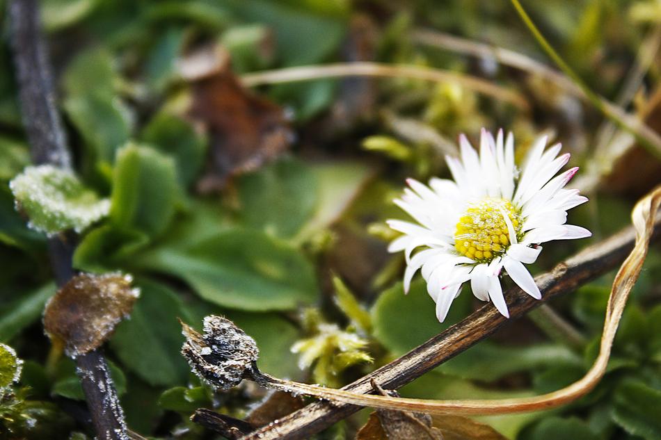 Daisy Icing flower