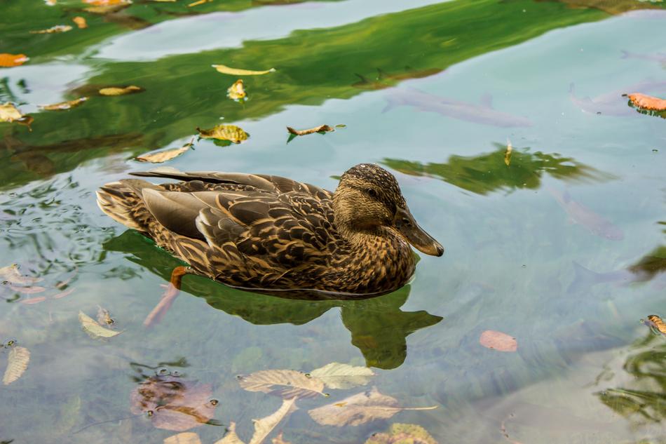 Duck Plitvice Lakes