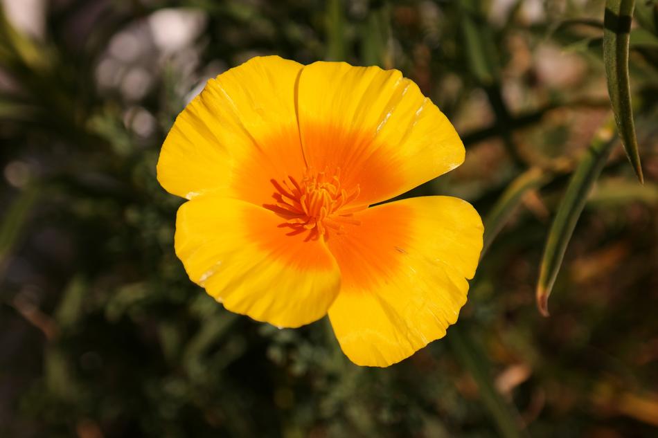 yellow icelandic poppy close up on blurred background