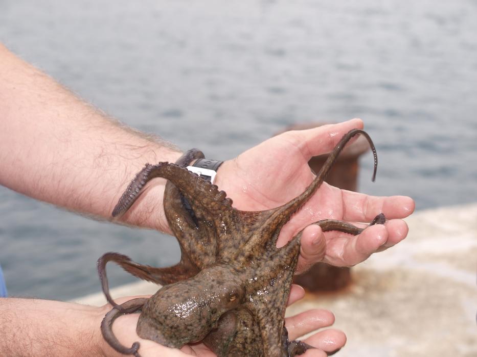 Octopus on male hands at sea