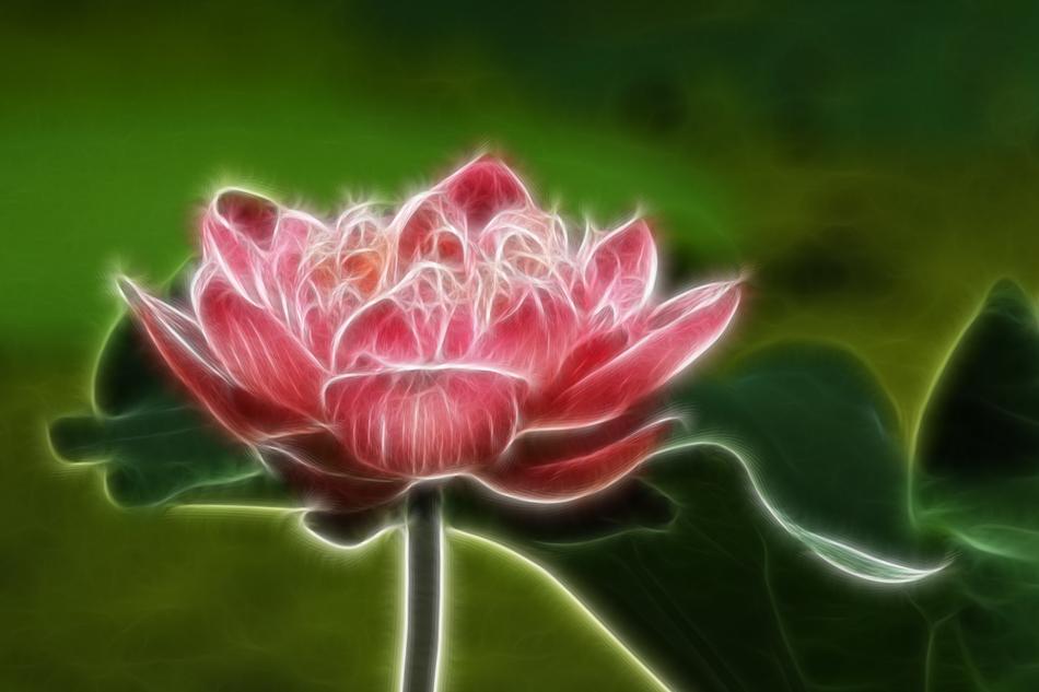 Lotus Painting