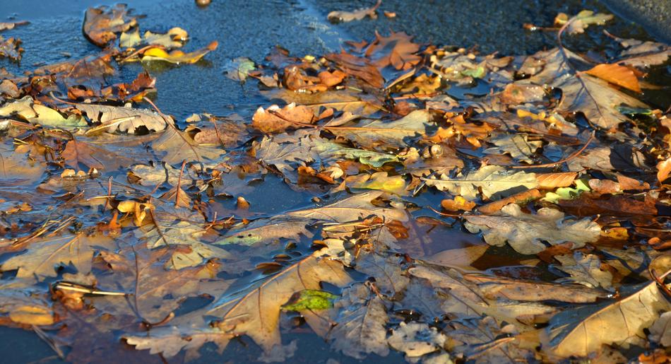 Autumn Leaves Puddle Golden