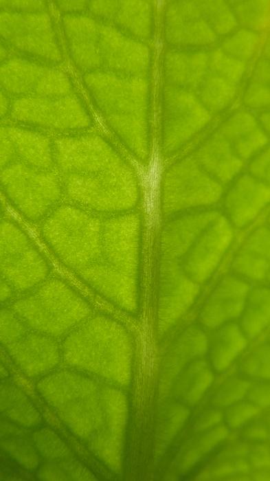 Sheet Herb Green
