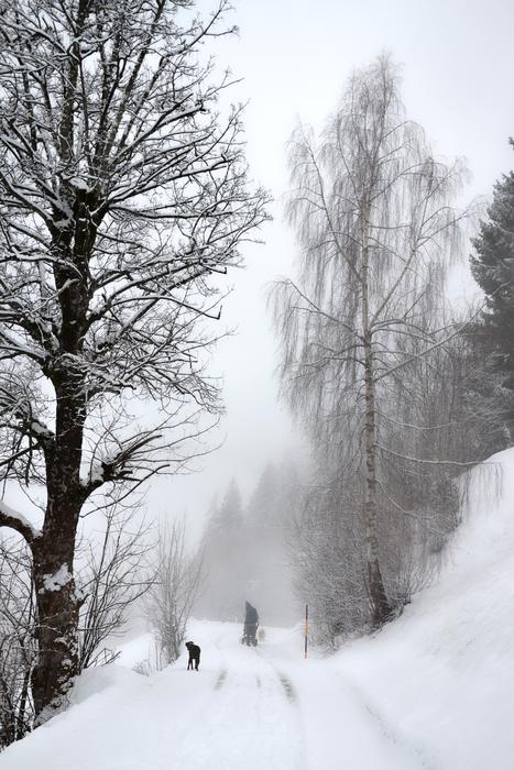 Winter Snow Tree
