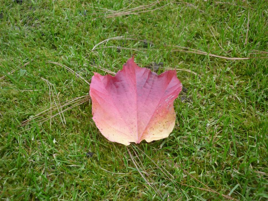 Autumn Sheet Ticket Grass