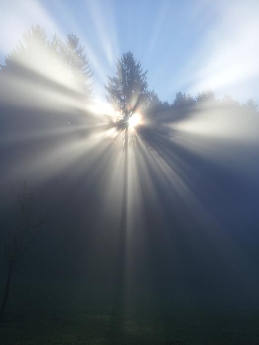 Fog Tree sunlight