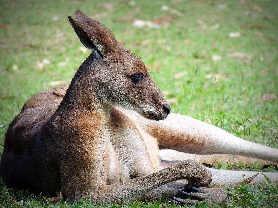 Kangaroo Male Buck