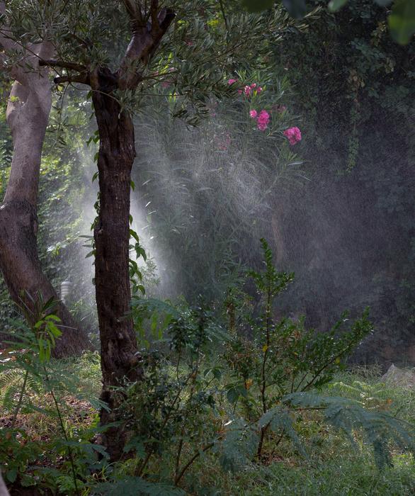 Drops Watering Rain