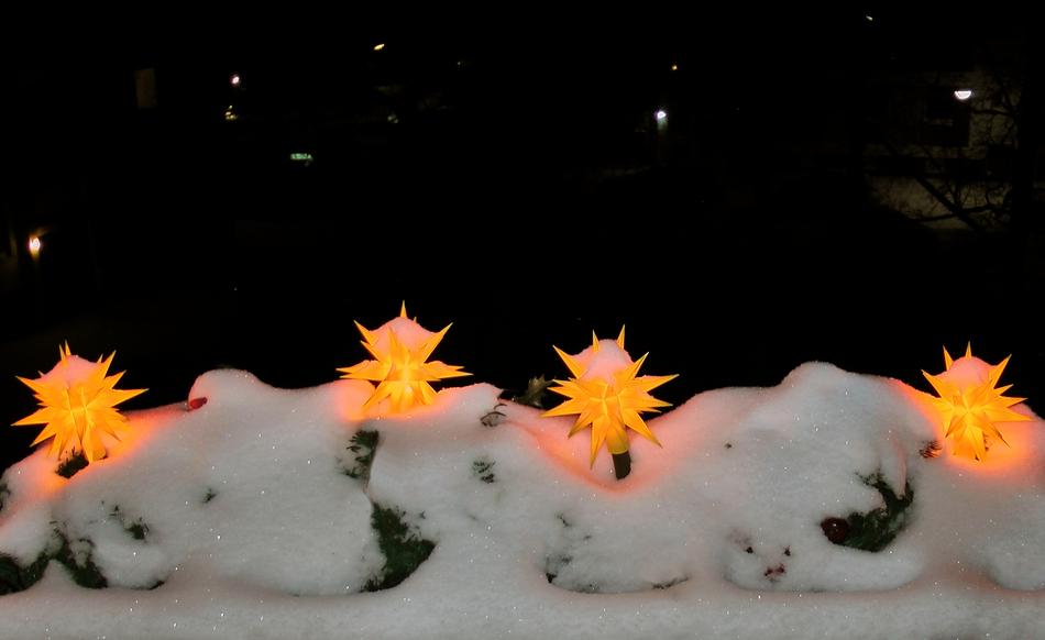 Poinsettia Winter Snow
