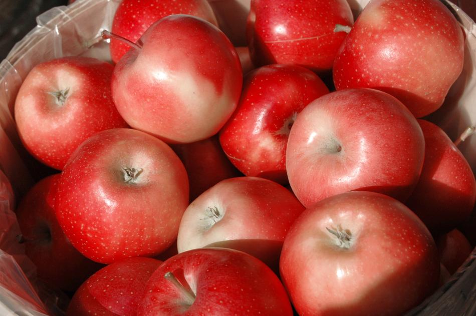 Apples Fall Red