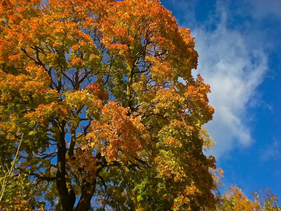 Tree Autumn Yellow