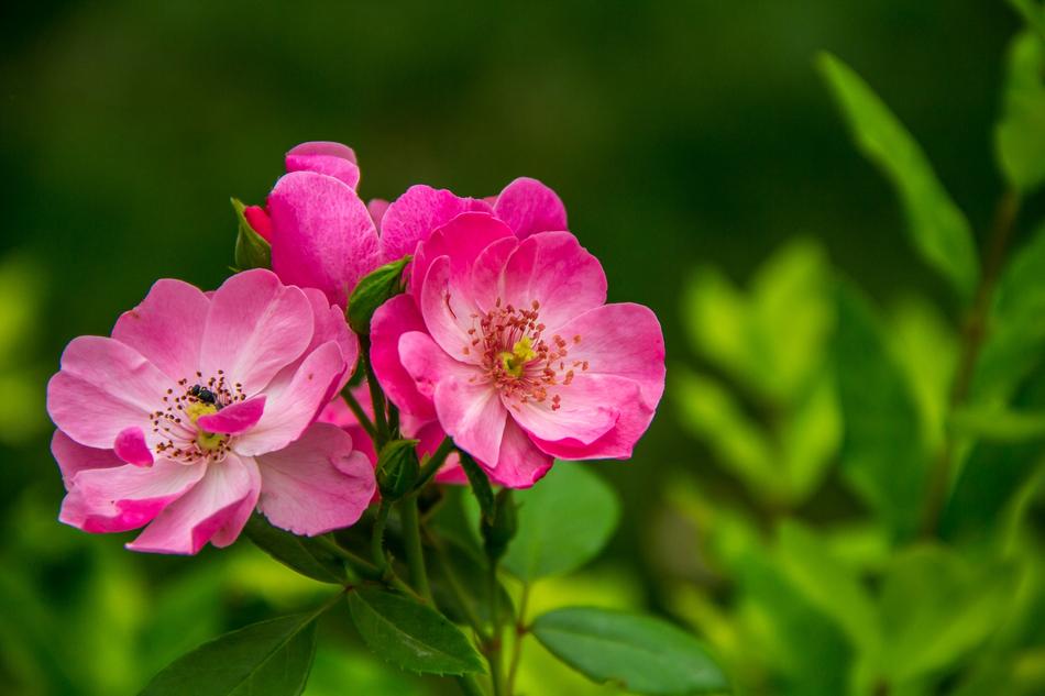 blooming field rose on blurred background