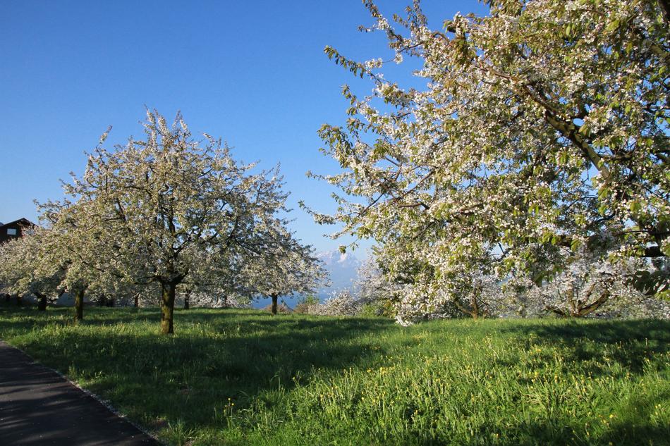 Cherry Trees Flowers