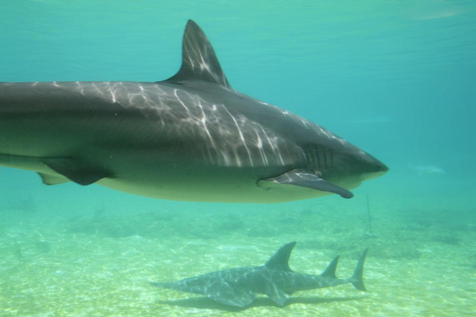 Underwater Aquatic Sharks