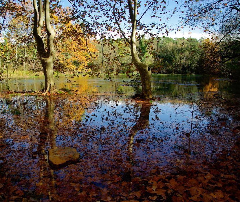 Fall Lake Leaves