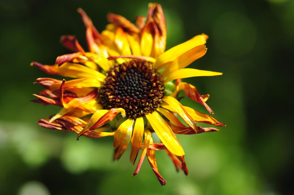 Yellow Flower at Green background