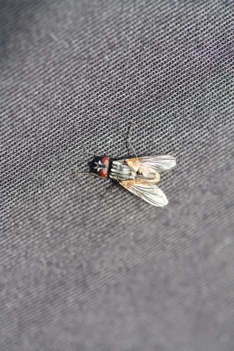 Fly Canvas