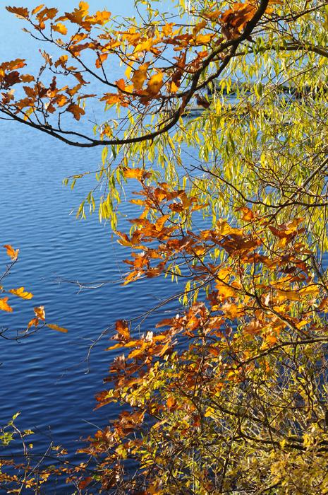 Trees Leaf Autumn