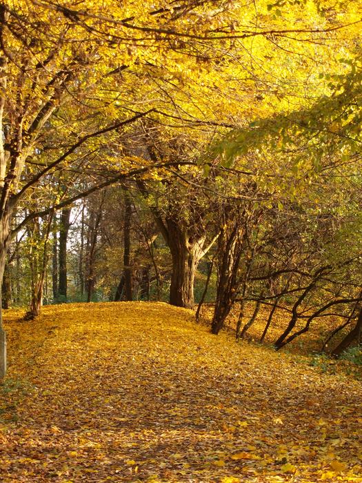 Autumn Foliage Yellow