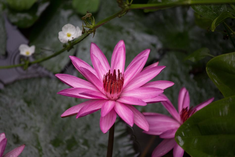 Lotus Creek