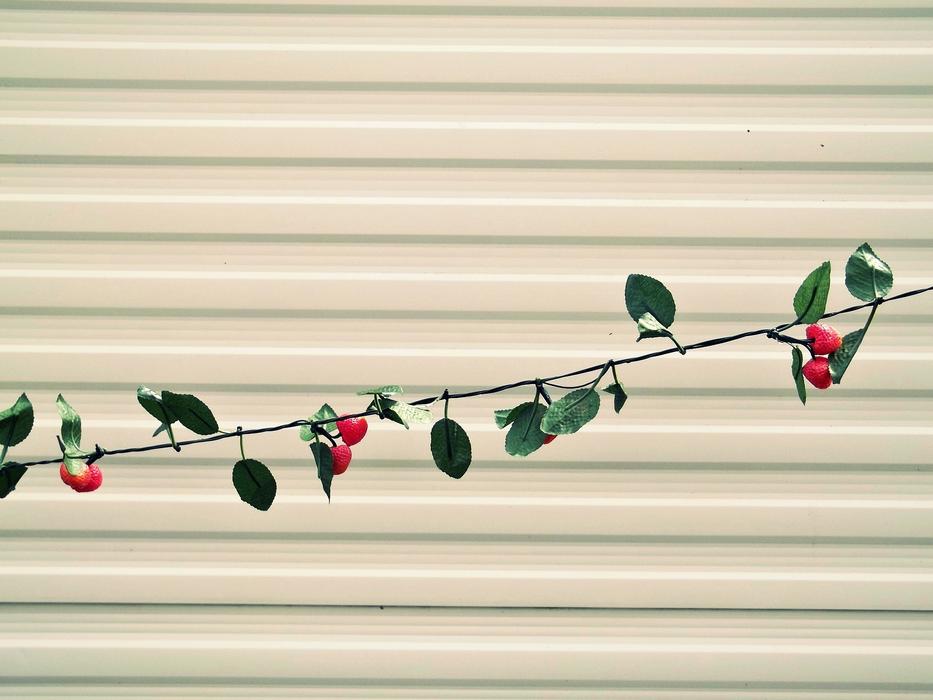 Strawberries branch and Wall