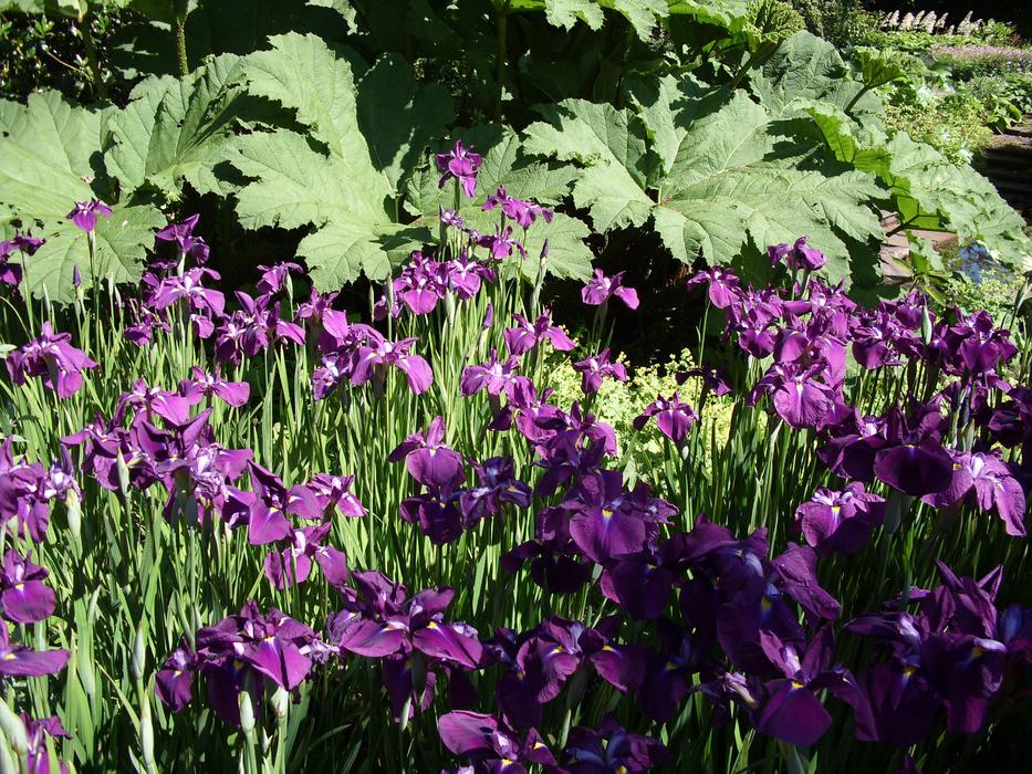 Purple Flowers Iris