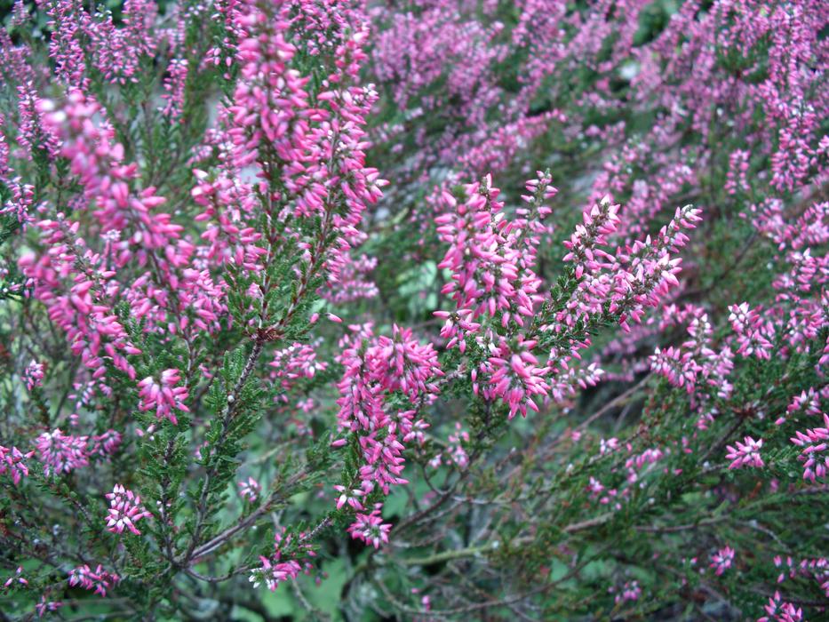 Pink Heath Moorland