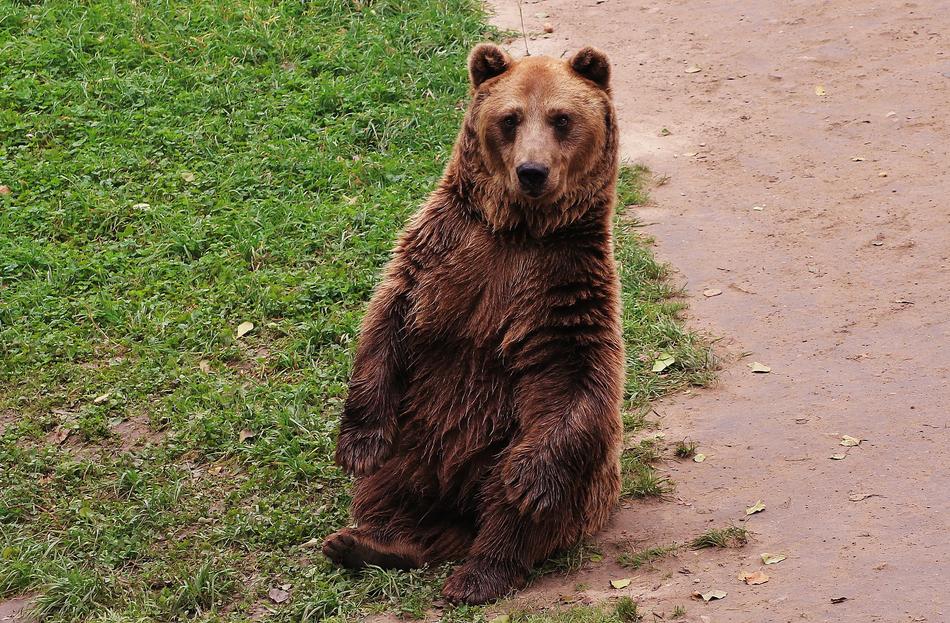 The Bear Teddy