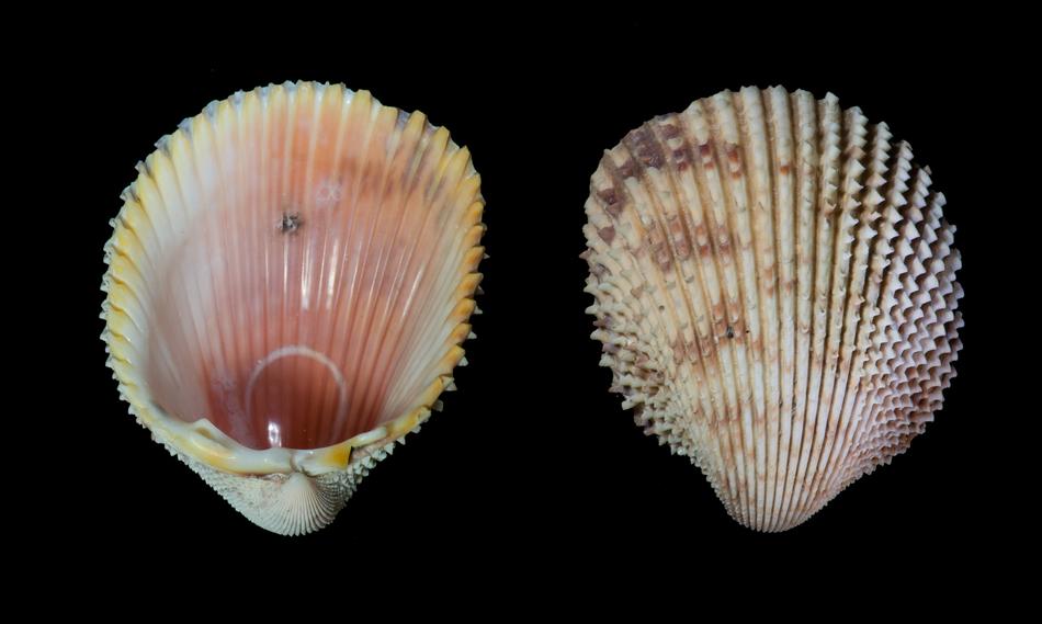 Seashell Trachycardium Isocardia