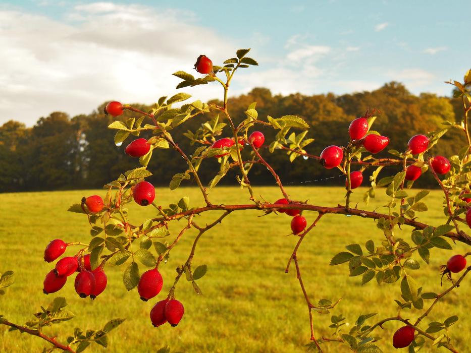 Rose Hips branch with red fruits at Autumn