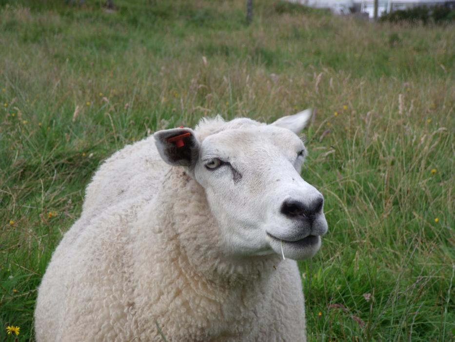 Sheep Norway