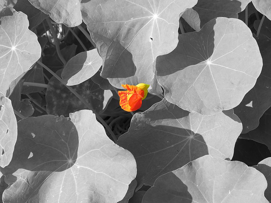 Nasturtium Flower in monochrome background