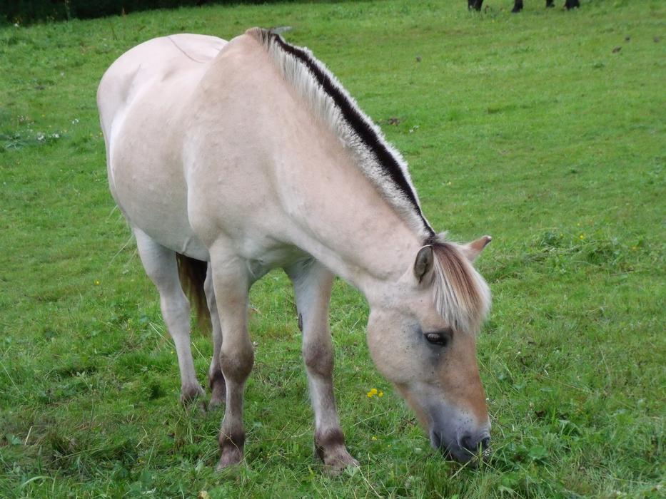 Horse Pasture Prato