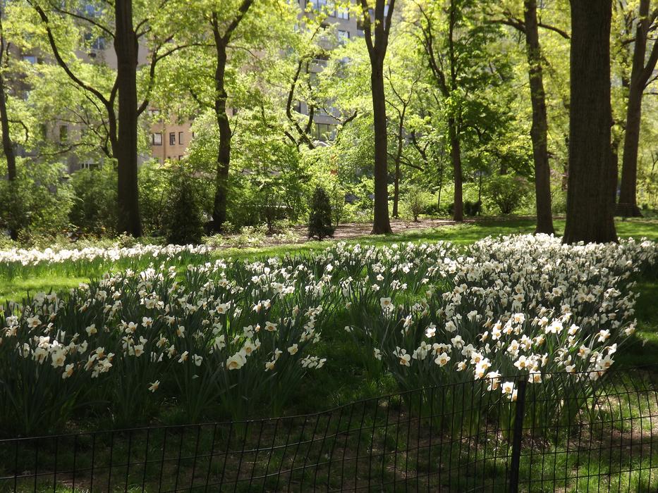 central Park Ny