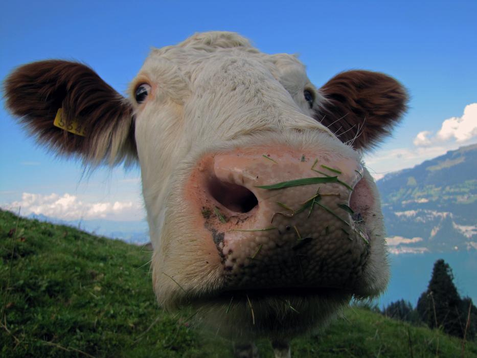 Cow Watch Lake