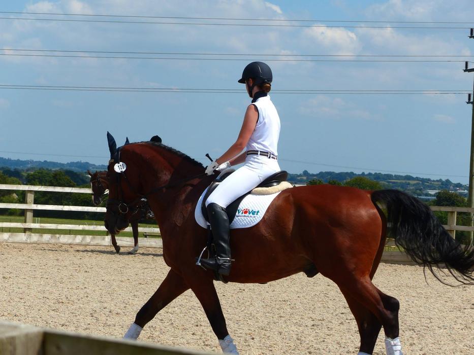Horse Horserider Equine