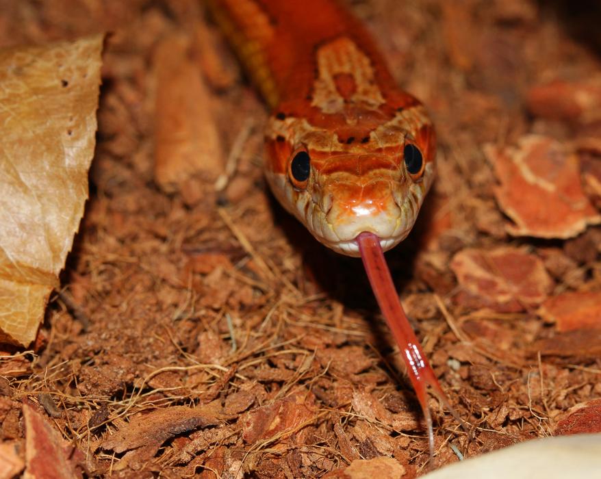 Corn Snake Tongue