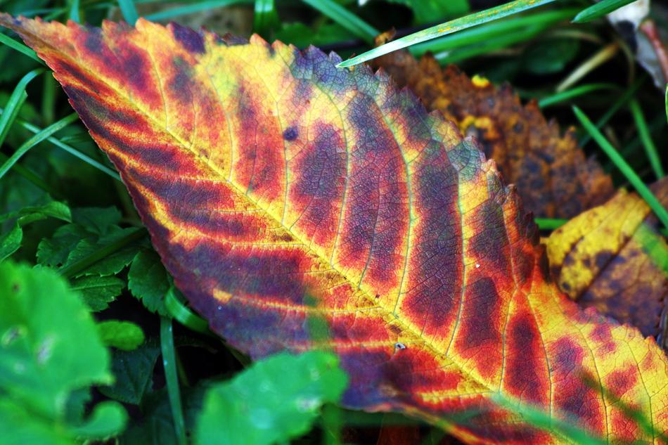 Leaf plant in a fiery coloring